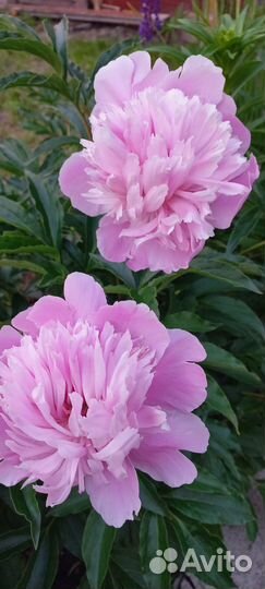 Пионы саженцы корни