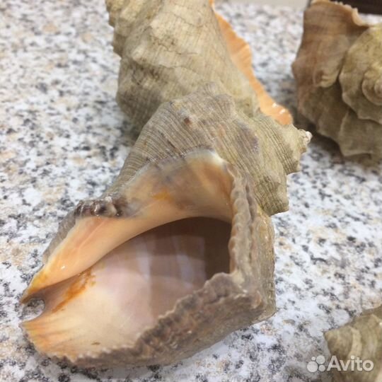 Морские ракушки (рапаны)