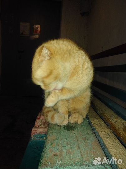 Котик ищет новый дом