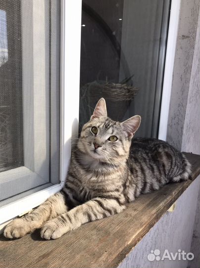 Кот в добрые руки