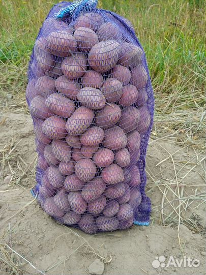 Картофель крупный