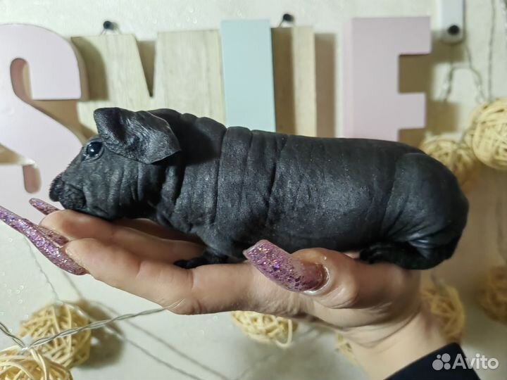 Морская свинка скинни