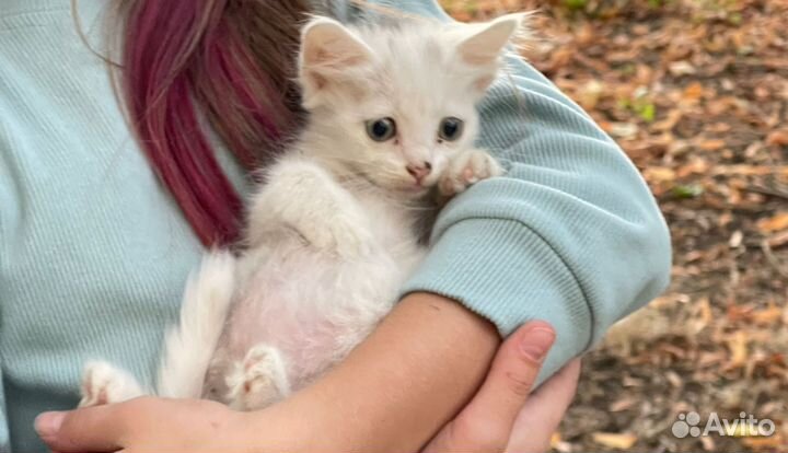 Подари котейке дом