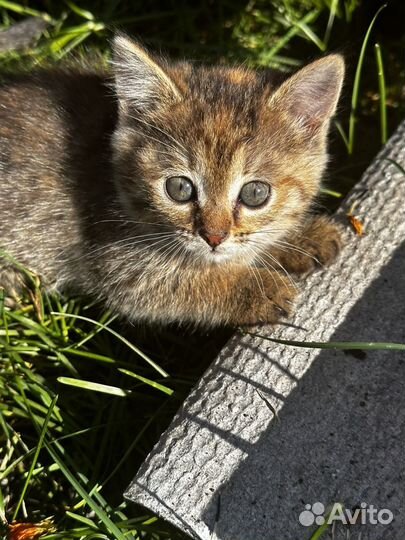 Котятв в добрые руки девочки