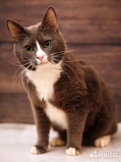 Кот 3 года