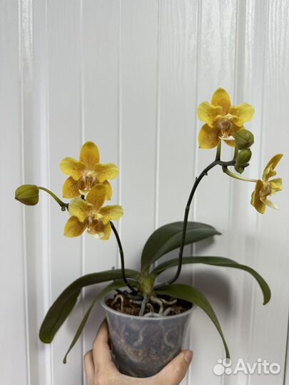 Орхидея фаленопсис желтый шоколад бабочка