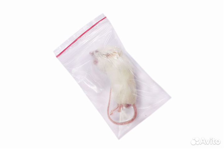 Мыши кормовые заморозка