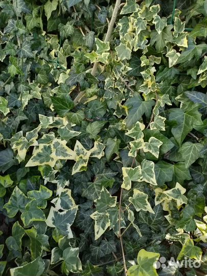 Редкие садовые растения