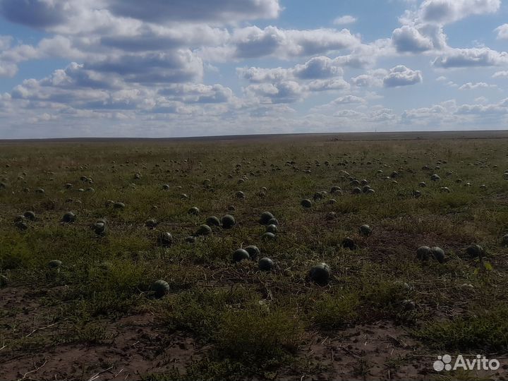 Арбуз холодок