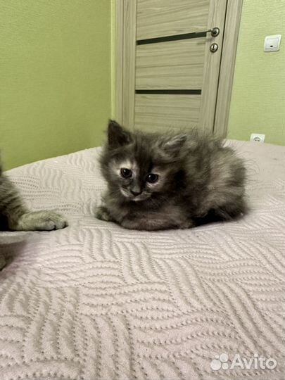 Маленькие котята