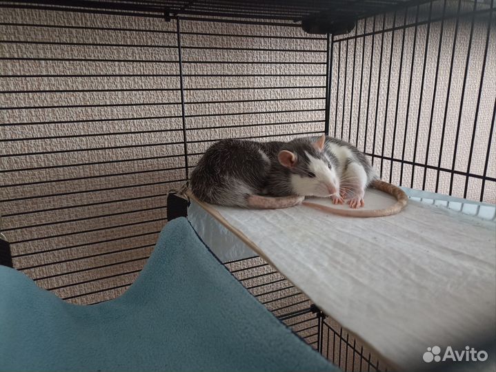 Передержка животных