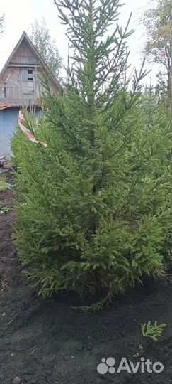 Ель обыкновенная