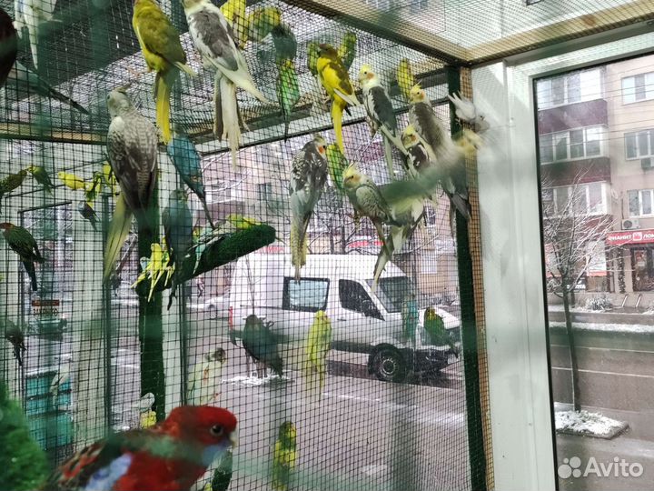 Волнистый попугай