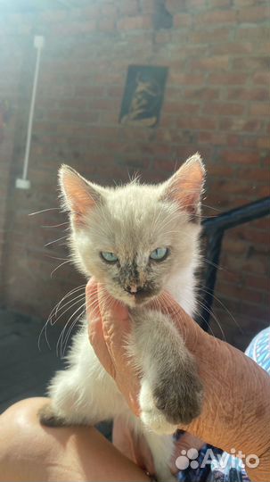 Кошка сиамская