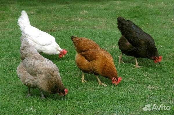 Куры несушки от 8 месяцев