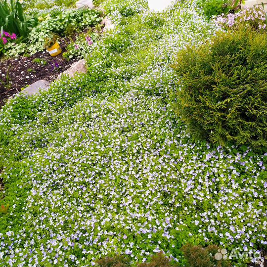 Вероника нитевид