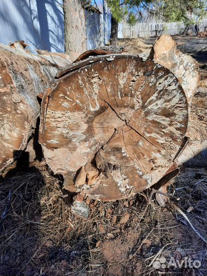 Берёза для поделок, от 50см