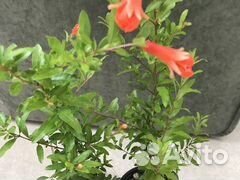 Комнатные цветы,растения,гранат комнатный