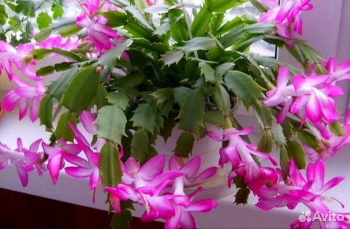 Декабрист Шлюмберга