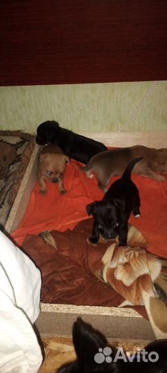 Маленькая собака чихуахуа