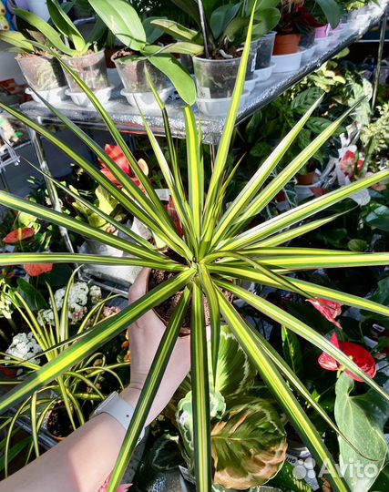 Драцена маргината санрей