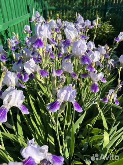 Ирисы