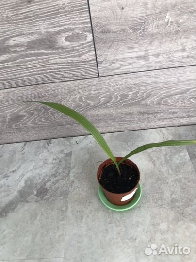 Пальма вашингтония