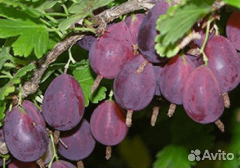 Крыжовник бесшипный саженцы