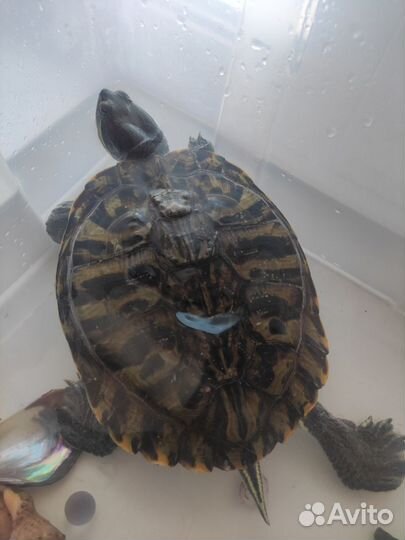 Красноухая черепаха