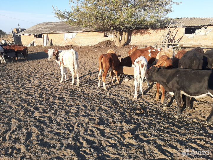 Телята(тёлки)