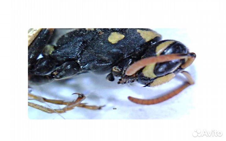 Цифровой USB микроскоп MV600UM2 (трихоскоп)