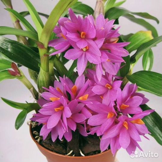 Орхидея дендробиум хибики dendrobium hibiki