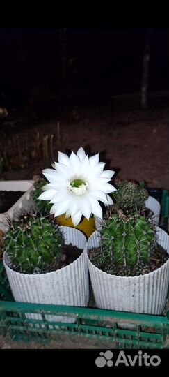 Кактусы и суккуленты