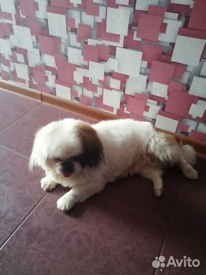 Тибетский спаниель