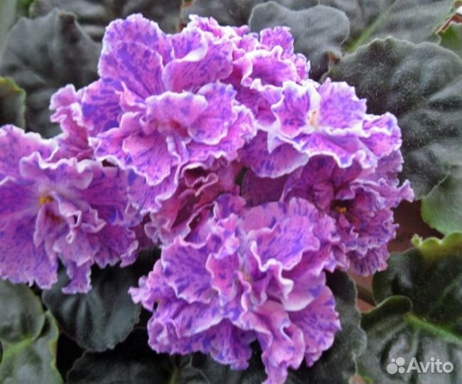 Фиалки коллекционные цветущие