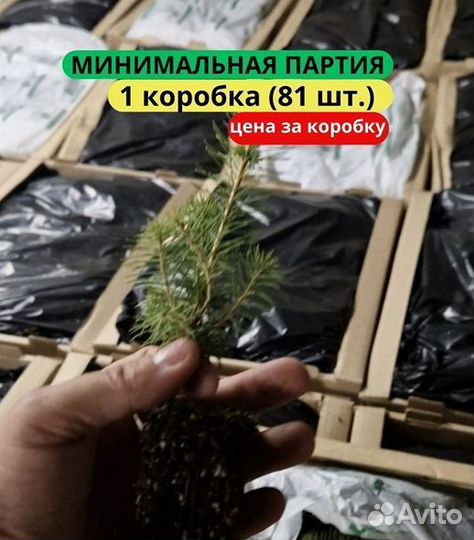 Саженцы сосны обыкновенной зкс