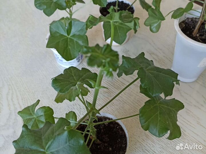 Герань пеларгония плющелистная