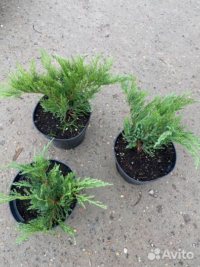 Можжевельник С3 контейнер в ассортименте