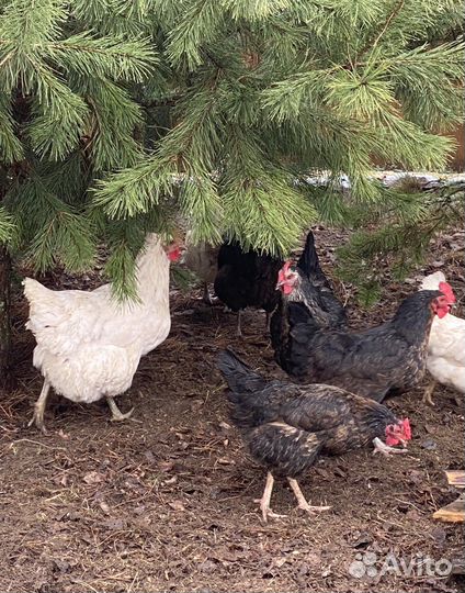 Инкубационное яйцо породных кур