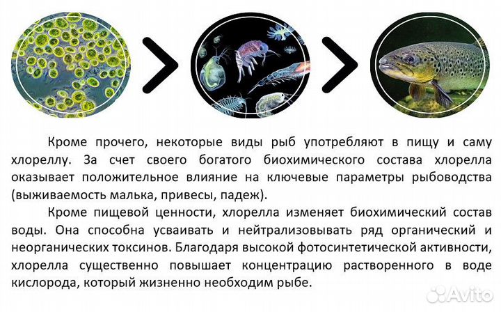 Суспензия хлореллы цена за литр Питер