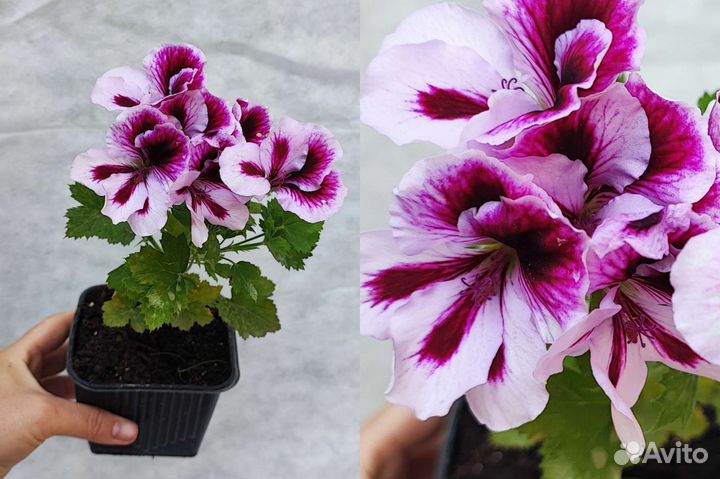 Пеларгония сортовая