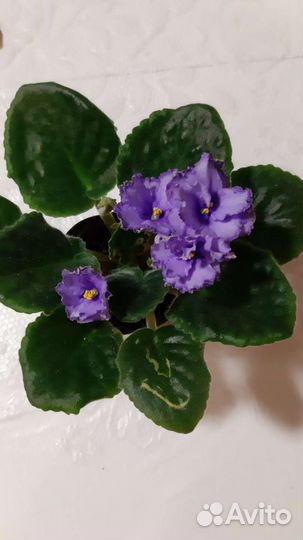 Цветущие фиалки