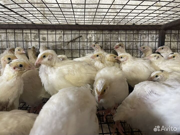 Техаские перепела