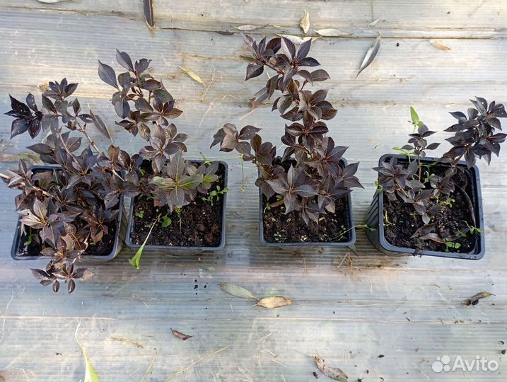 Вейгела саженцы