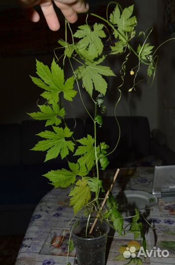 Момордика. Осталось немного