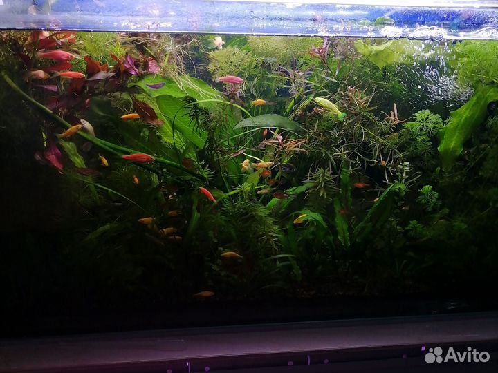 Аквариумные удобрения, средства против водорослей