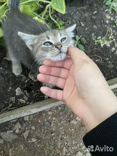 Отдам котенка в добрые руки
