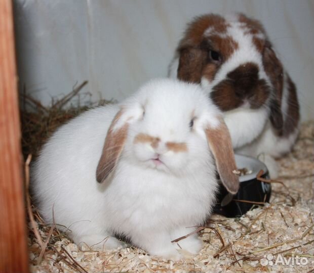 Крольчата линии NHD/Mini lop