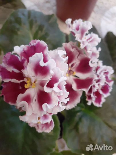 Фиалка в горшках