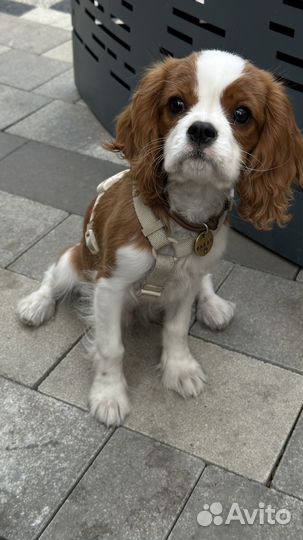 Кавалер кинг чарльз спаниель